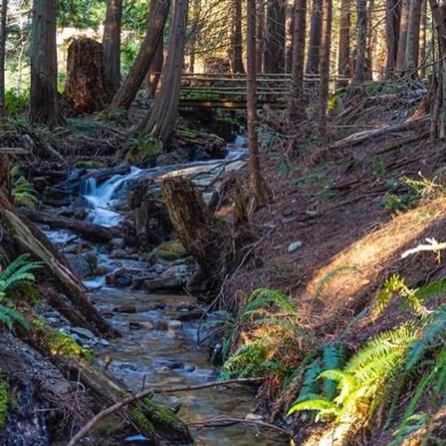 Forest Haven Hideaway Roberts Creek Екстер'єр фото